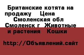 Британские котята на продажу  › Цена ­ 3 000 - Смоленская обл., Смоленск г. Животные и растения » Кошки   